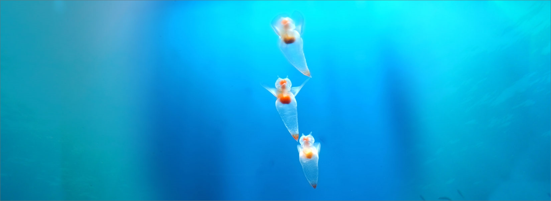 泳いでいる3匹のクリオネの画像